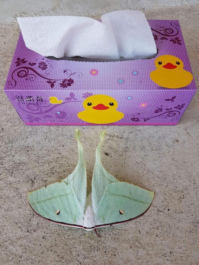 Taitung Sansiantai B&B Chenggong Zewnętrze zdjęcie
