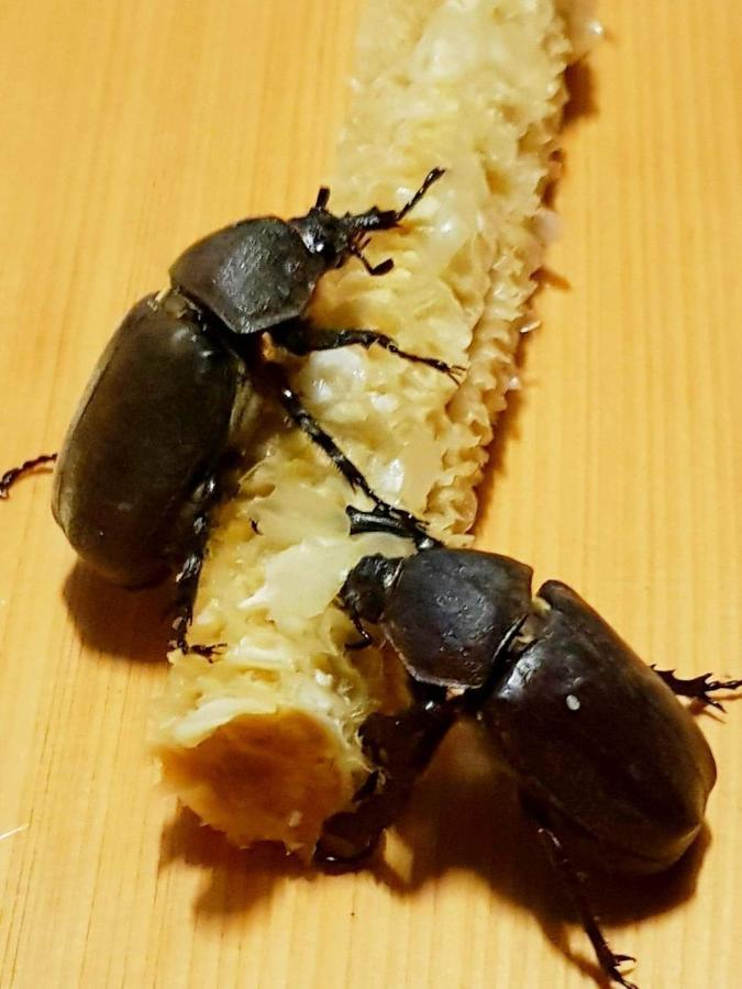 Taitung Sansiantai B&B Chenggong Zewnętrze zdjęcie